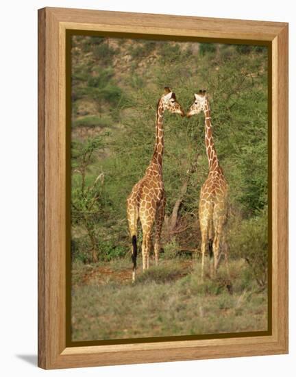 Reticulated Giraffe, Samburu National Reserve, Kenya, East Africa, Africa-Robert Harding-Framed Premier Image Canvas