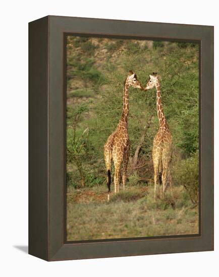 Reticulated Giraffe, Samburu National Reserve, Kenya, East Africa, Africa-Robert Harding-Framed Premier Image Canvas