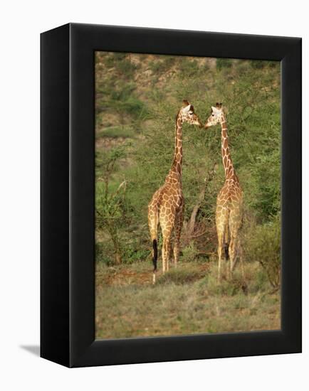 Reticulated Giraffe, Samburu National Reserve, Kenya, East Africa, Africa-Robert Harding-Framed Premier Image Canvas