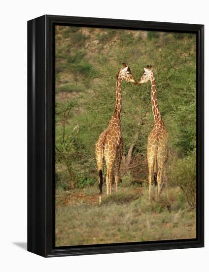 Reticulated Giraffe, Samburu National Reserve, Kenya, East Africa, Africa-Robert Harding-Framed Premier Image Canvas