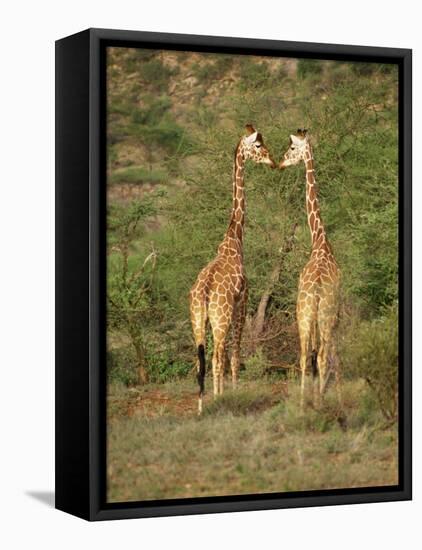 Reticulated Giraffe, Samburu National Reserve, Kenya, East Africa, Africa-Robert Harding-Framed Premier Image Canvas