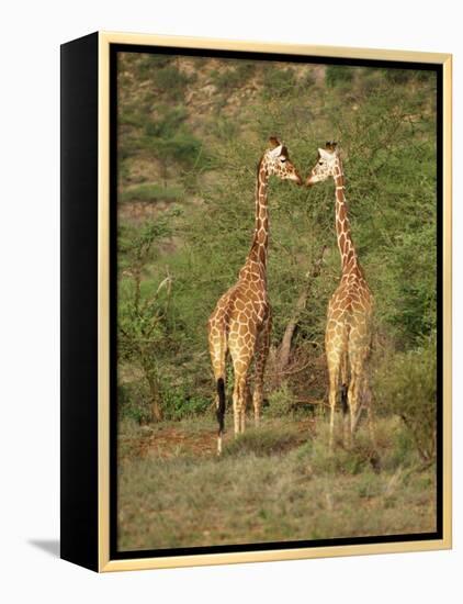 Reticulated Giraffe, Samburu National Reserve, Kenya, East Africa, Africa-Robert Harding-Framed Premier Image Canvas