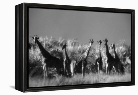 Reticulated Giraffe Standing in Forest-Stuart Westmorland-Framed Premier Image Canvas