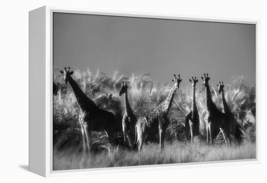 Reticulated Giraffe Standing in Forest-Stuart Westmorland-Framed Premier Image Canvas