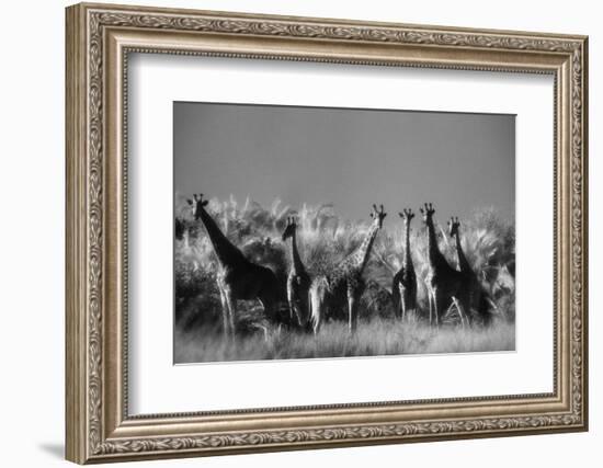 Reticulated Giraffe Standing in Forest-Stuart Westmorland-Framed Photographic Print