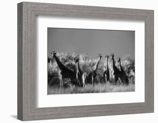 Reticulated Giraffe Standing in Forest-Stuart Westmorland-Framed Photographic Print