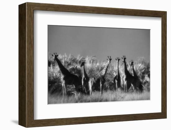 Reticulated Giraffe Standing in Forest-Stuart Westmorland-Framed Photographic Print