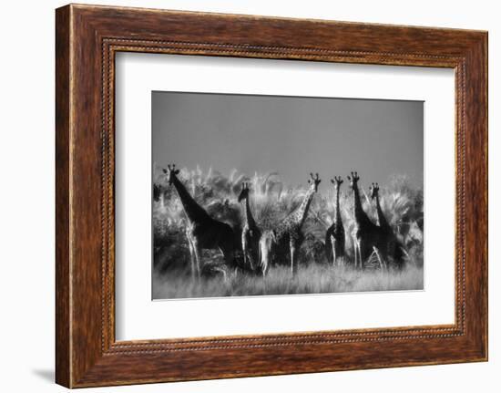 Reticulated Giraffe Standing in Forest-Stuart Westmorland-Framed Photographic Print