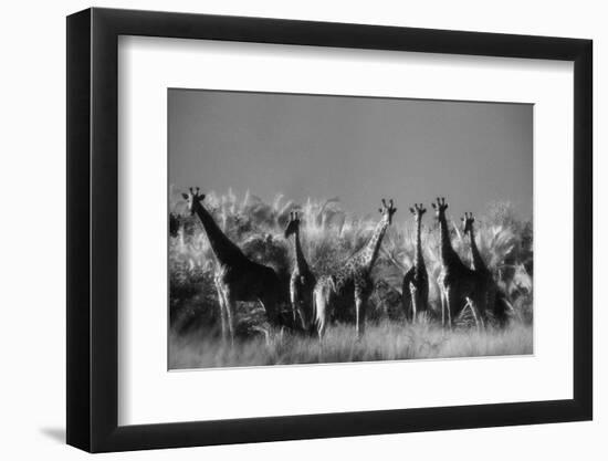 Reticulated Giraffe Standing in Forest-Stuart Westmorland-Framed Photographic Print