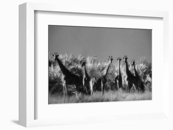 Reticulated Giraffe Standing in Forest-Stuart Westmorland-Framed Photographic Print