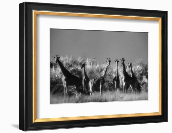 Reticulated Giraffe Standing in Forest-Stuart Westmorland-Framed Photographic Print