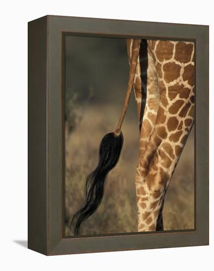 Reticulated Giraffe Tail, Samburu National Reserve, Kenya-Paul Souders-Framed Premier Image Canvas