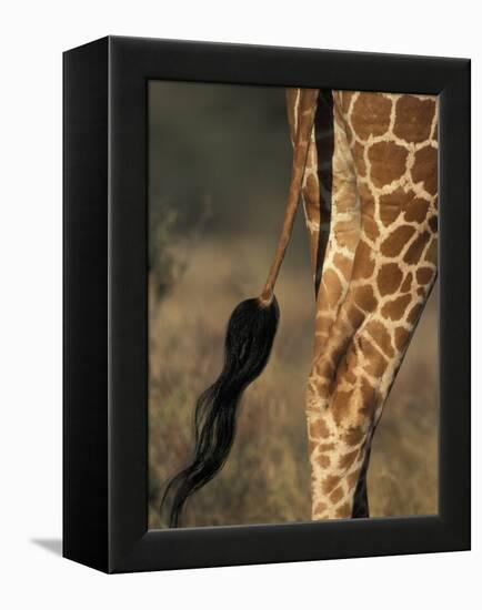 Reticulated Giraffe Tail, Samburu National Reserve, Kenya-Paul Souders-Framed Premier Image Canvas