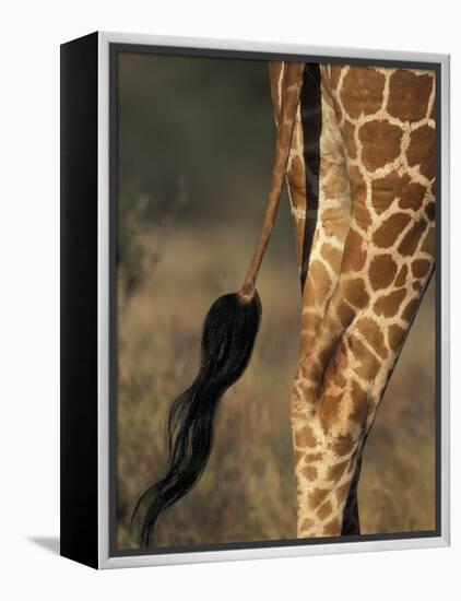 Reticulated Giraffe Tail, Samburu National Reserve, Kenya-Paul Souders-Framed Premier Image Canvas