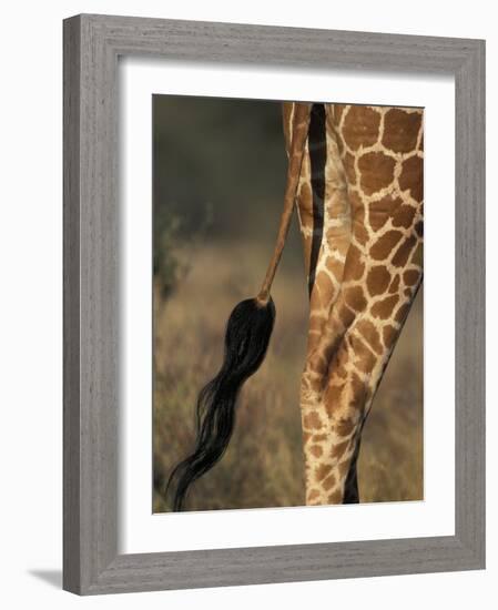 Reticulated Giraffe Tail, Samburu National Reserve, Kenya-Paul Souders-Framed Photographic Print