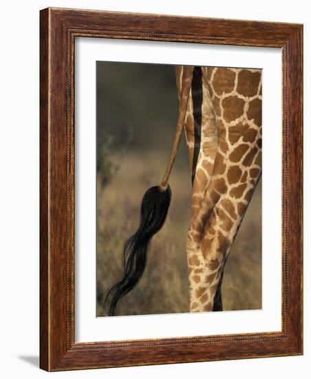 Reticulated Giraffe Tail, Samburu National Reserve, Kenya-Paul Souders-Framed Photographic Print