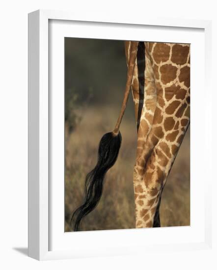 Reticulated Giraffe Tail, Samburu National Reserve, Kenya-Paul Souders-Framed Photographic Print