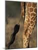 Reticulated Giraffe Tail, Samburu National Reserve, Kenya-Paul Souders-Mounted Photographic Print