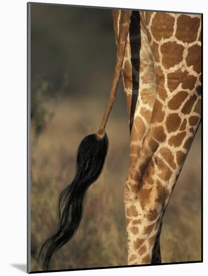 Reticulated Giraffe Tail, Samburu National Reserve, Kenya-Paul Souders-Mounted Photographic Print