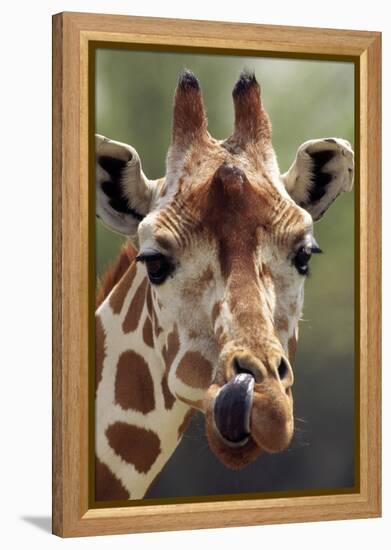 Reticulated Giraffe-null-Framed Premier Image Canvas