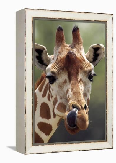 Reticulated Giraffe-null-Framed Premier Image Canvas