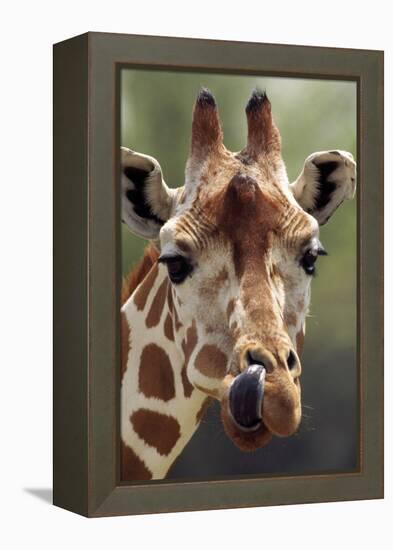 Reticulated Giraffe-null-Framed Premier Image Canvas