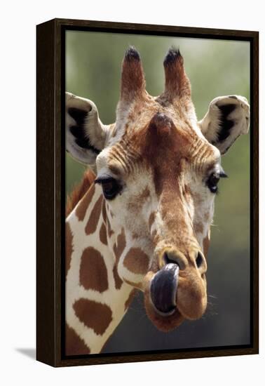 Reticulated Giraffe-null-Framed Premier Image Canvas