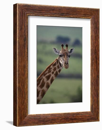 Reticulated Giraffe-DLILLC-Framed Photographic Print