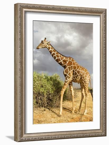 Reticulated Giraffe-Mary Ann McDonald-Framed Photographic Print