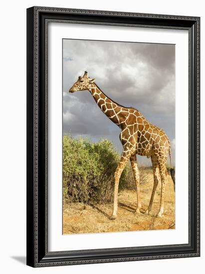 Reticulated Giraffe-Mary Ann McDonald-Framed Photographic Print
