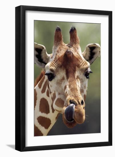 Reticulated Giraffe-null-Framed Photographic Print