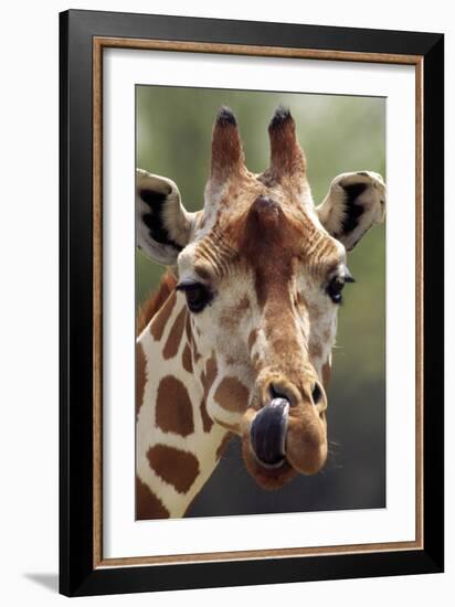 Reticulated Giraffe-null-Framed Photographic Print