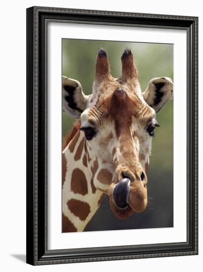 Reticulated Giraffe-null-Framed Photographic Print
