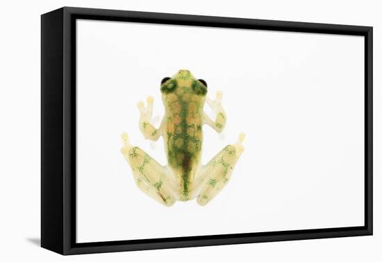 Reticulated Glass Frog (Hyalinobatrachium Valerioi) Captive-Edwin Giesbers-Framed Premier Image Canvas