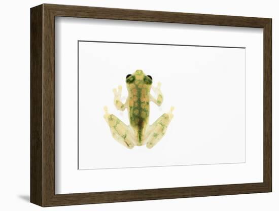 Reticulated Glass Frog (Hyalinobatrachium Valerioi) Captive-Edwin Giesbers-Framed Photographic Print