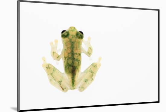 Reticulated Glass Frog (Hyalinobatrachium Valerioi) Captive-Edwin Giesbers-Mounted Photographic Print