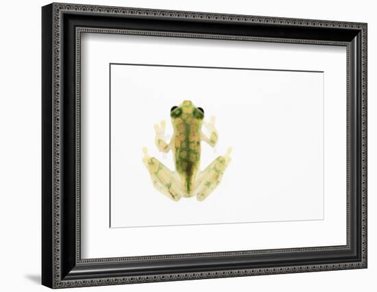 Reticulated Glass Frog (Hyalinobatrachium Valerioi) Captive-Edwin Giesbers-Framed Photographic Print