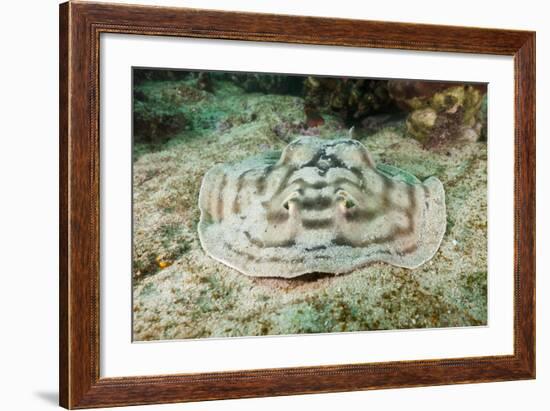 Reticulated round Ray (Urobatis Concentricus)-Reinhard Dirscherl-Framed Photographic Print