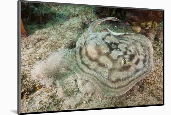 Reticulated round Ray (Urobatis Concentricus)-Reinhard Dirscherl-Mounted Photographic Print