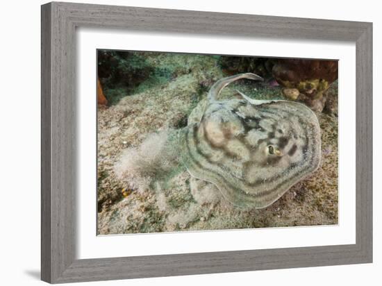 Reticulated round Ray (Urobatis Concentricus)-Reinhard Dirscherl-Framed Photographic Print