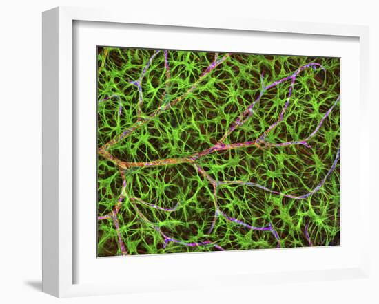 Retina Blood Vessel And Nerve Cells-Thomas Deerinck-Framed Photographic Print