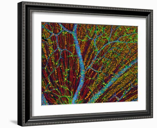 Retina Blood Vessels And Nerve Cells-Thomas Deerinck-Framed Photographic Print