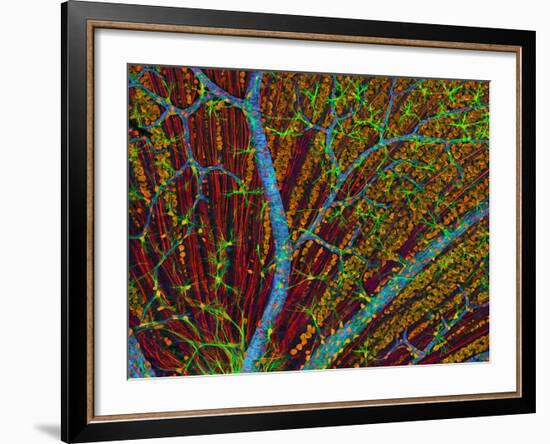 Retina Blood Vessels And Nerve Cells-Thomas Deerinck-Framed Photographic Print