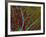 Retina Blood Vessels And Nerve Cells-Thomas Deerinck-Framed Photographic Print