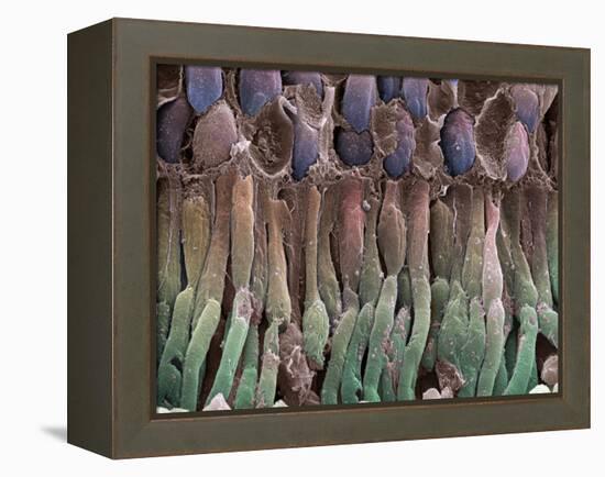 Retina Rod Cells, SEM-Science Photo Library-Framed Premier Image Canvas