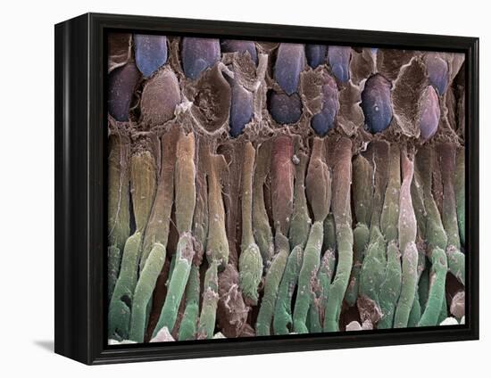 Retina Rod Cells, SEM-Science Photo Library-Framed Premier Image Canvas