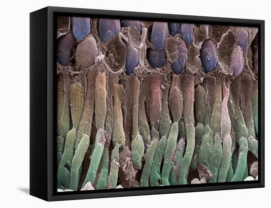 Retina Rod Cells, SEM-Science Photo Library-Framed Premier Image Canvas