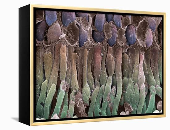 Retina Rod Cells, SEM-Science Photo Library-Framed Premier Image Canvas