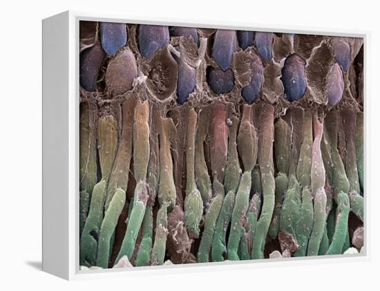 Retina Rod Cells, SEM-Science Photo Library-Framed Premier Image Canvas