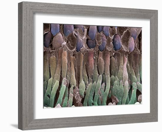 Retina Rod Cells, SEM-Science Photo Library-Framed Photographic Print